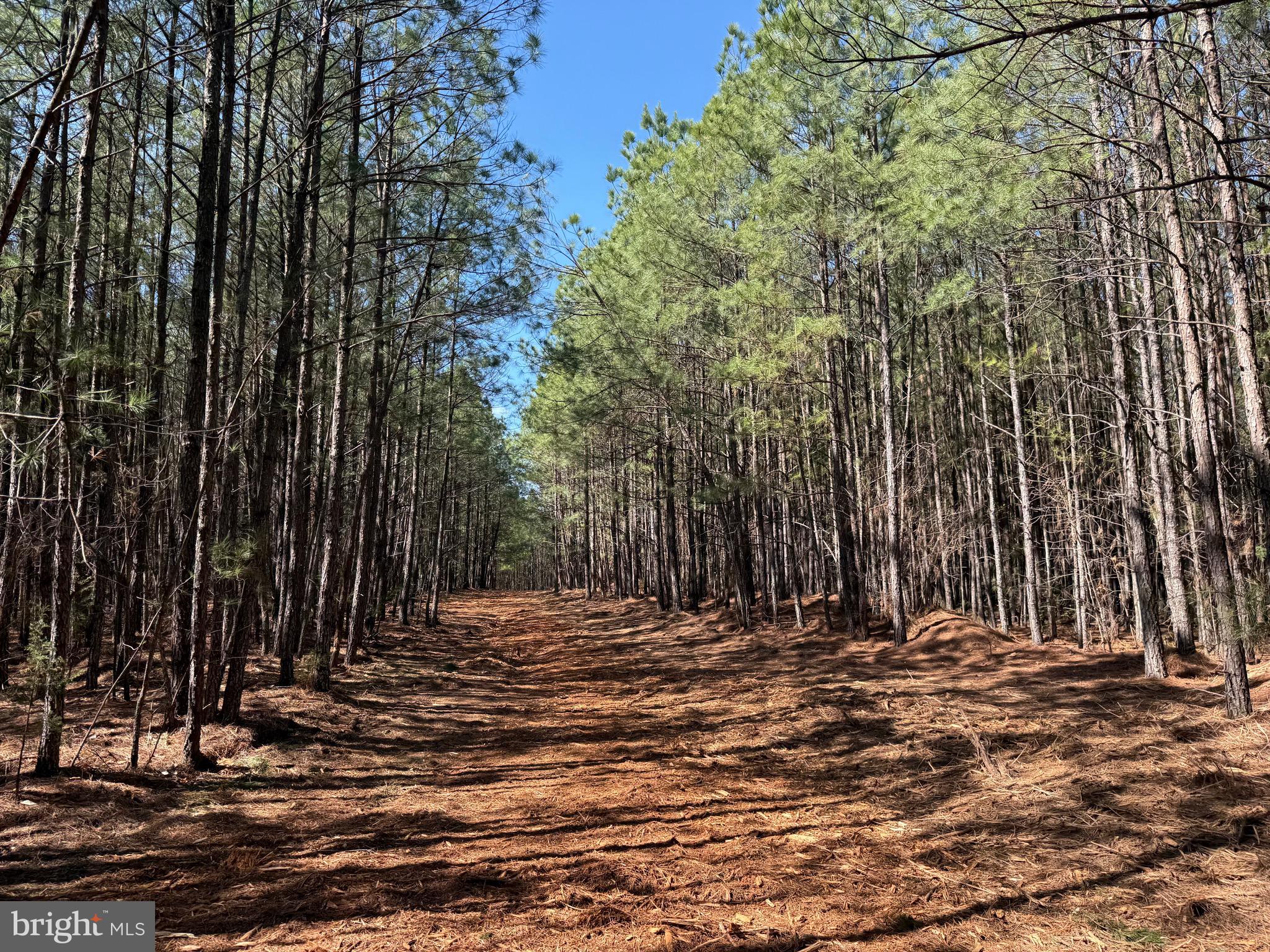 Lot D Mountain Cut Road Appomattox, VA 24522 - Photo 21 of 45