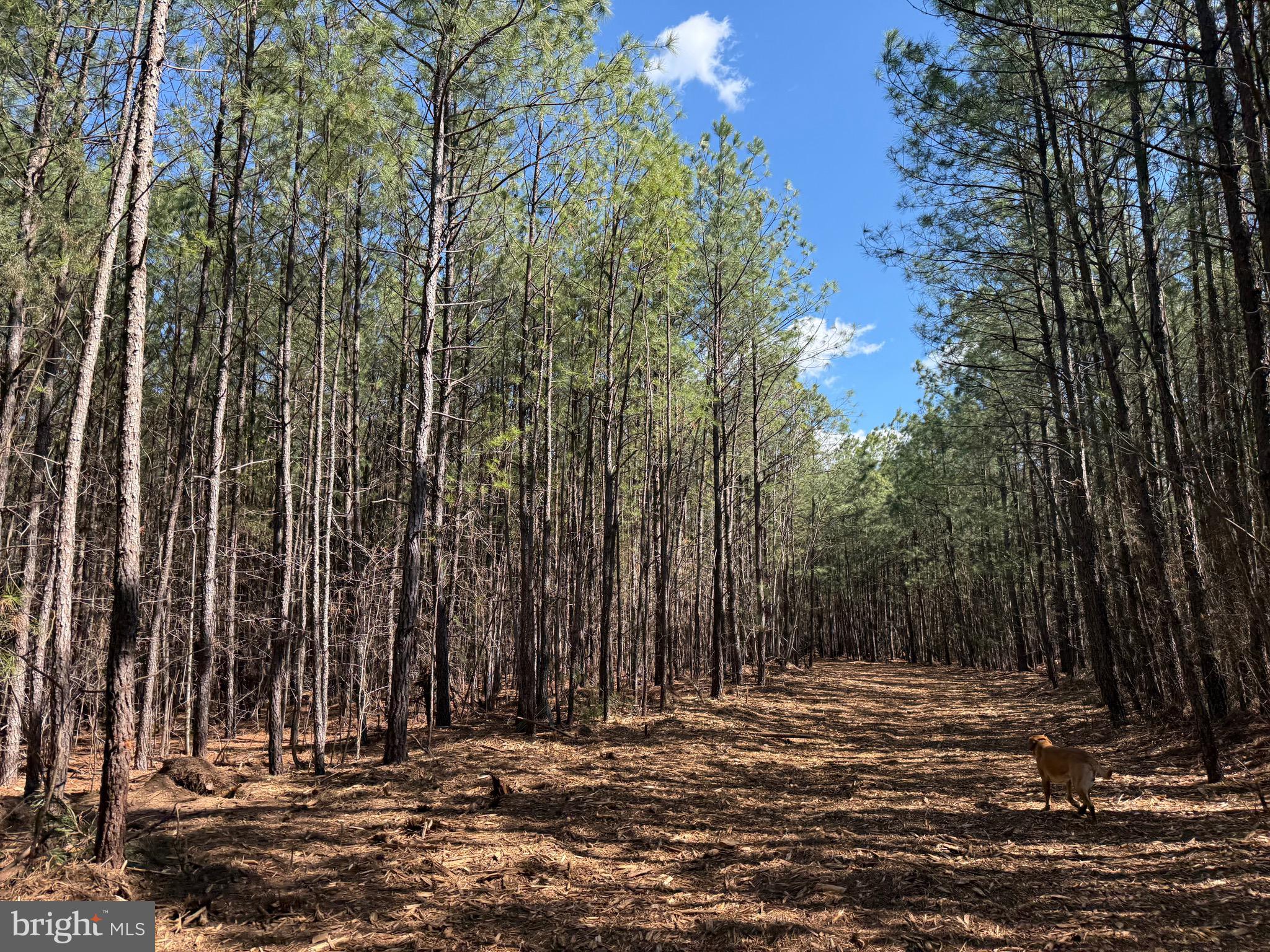 Lot D Mountain Cut Road Appomattox, VA 24522 - Photo 22 of 45