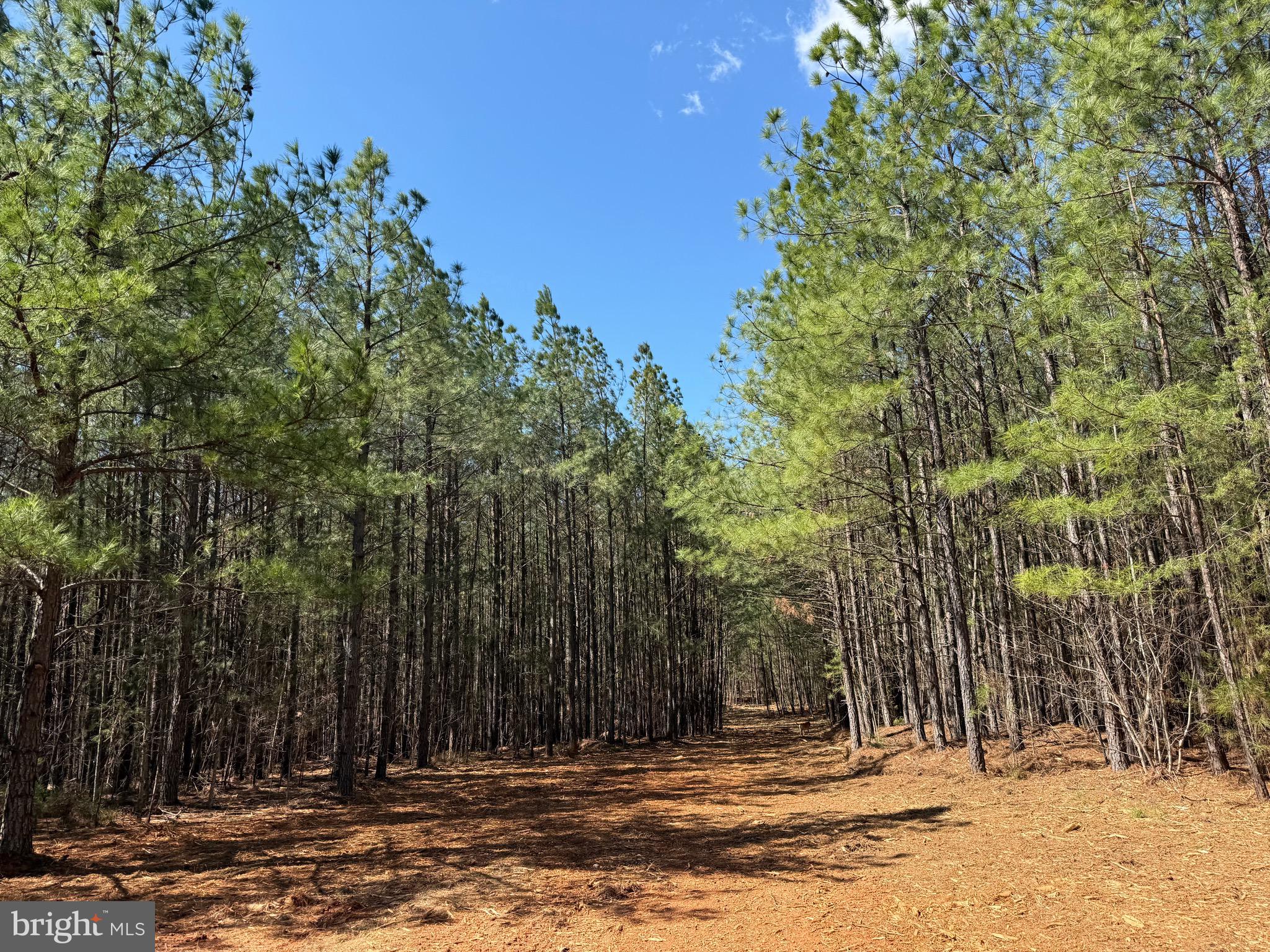 Lot D Mountain Cut Road Appomattox, VA 24522 - Photo 23 of 45