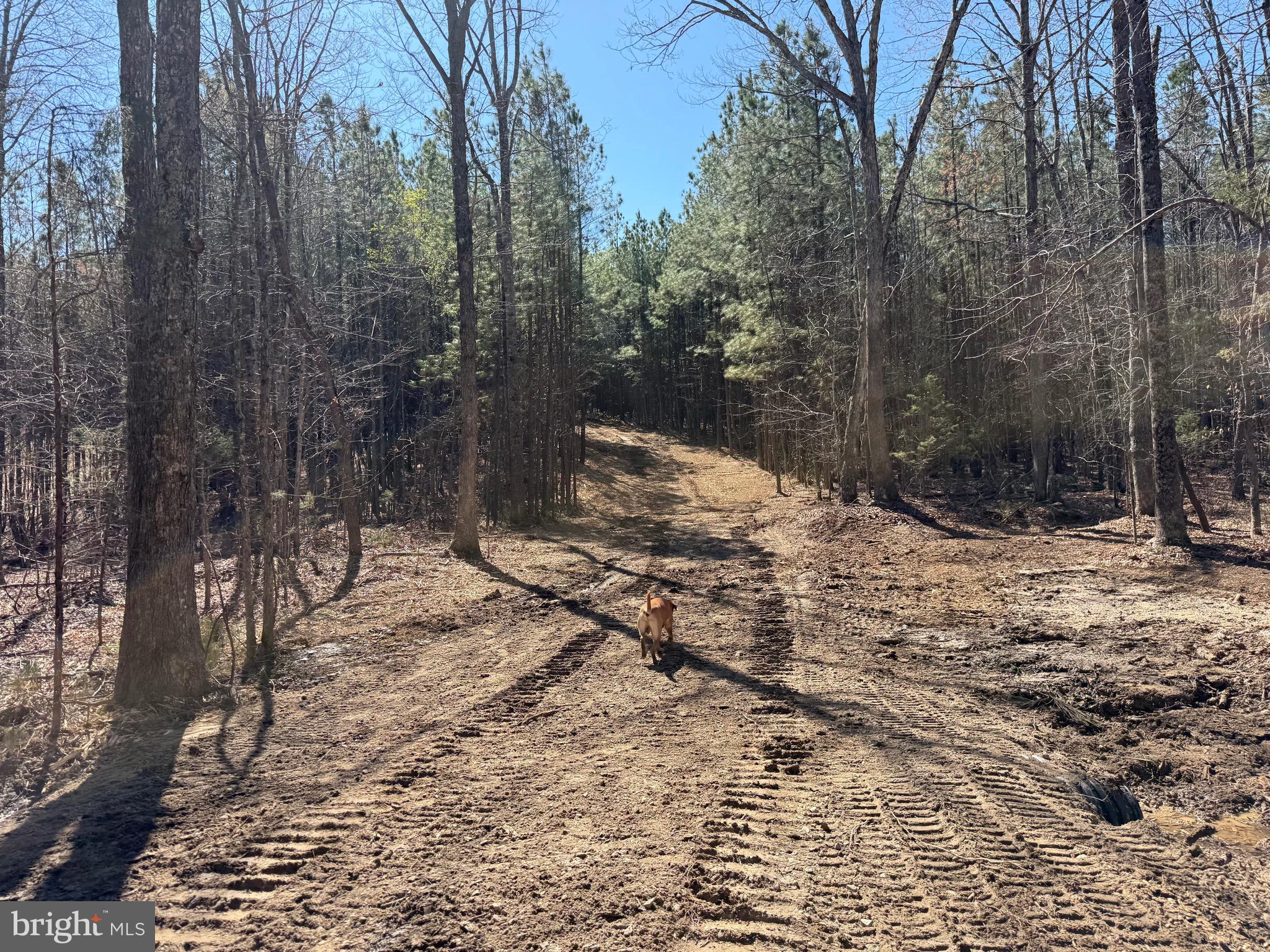 Lot D Mountain Cut Road Appomattox, VA 24522 - Photo 25 of 45