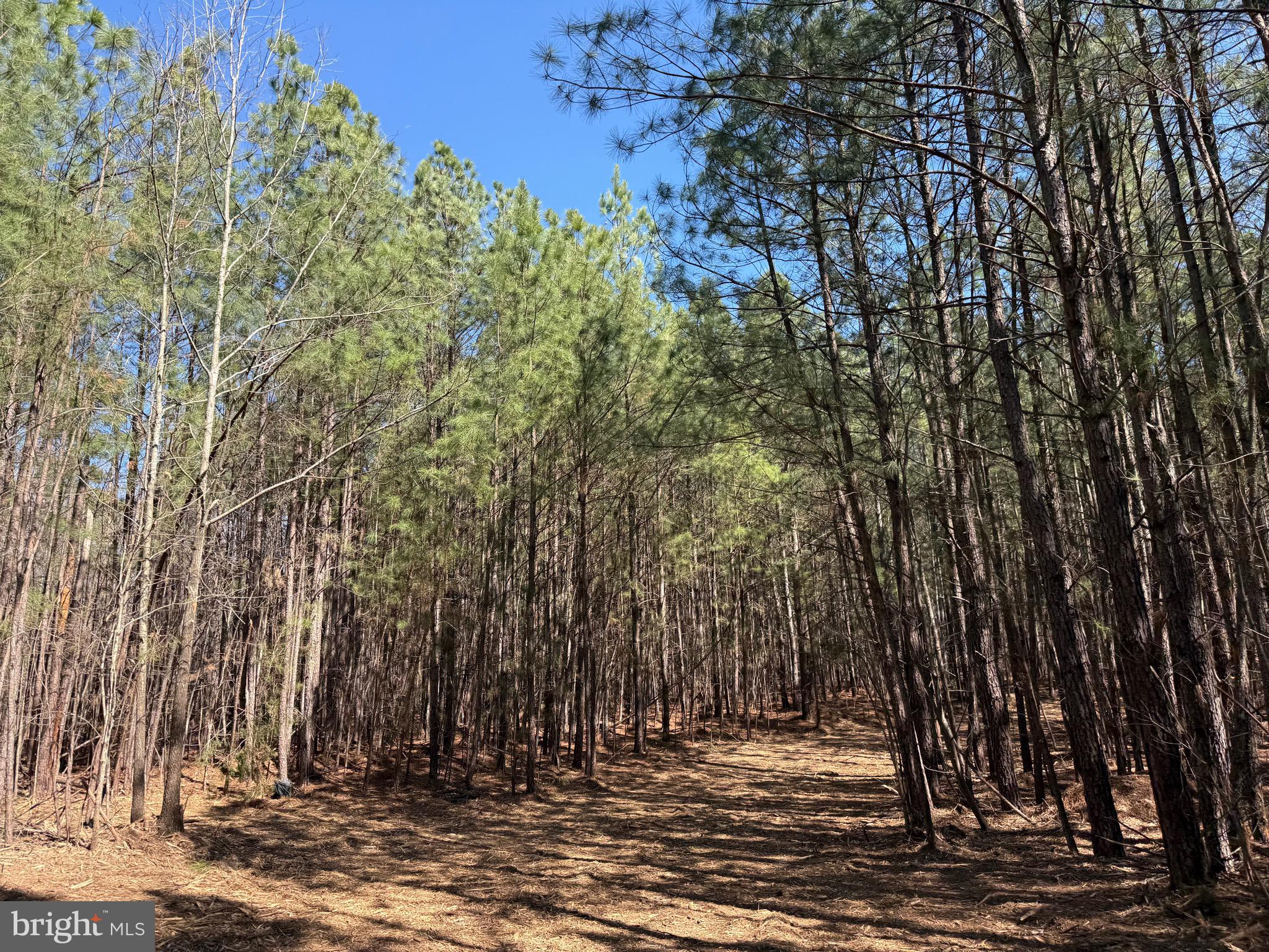 Lot D Mountain Cut Road Appomattox, VA 24522 - Photo 26 of 45