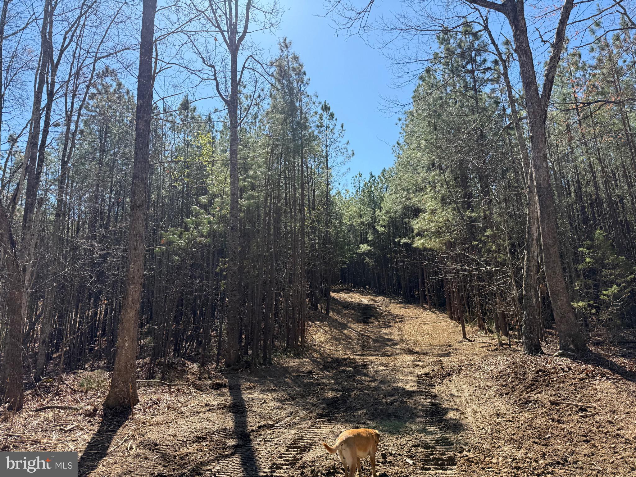 Lot D Mountain Cut Road Appomattox, VA 24522 - Photo 27 of 45
