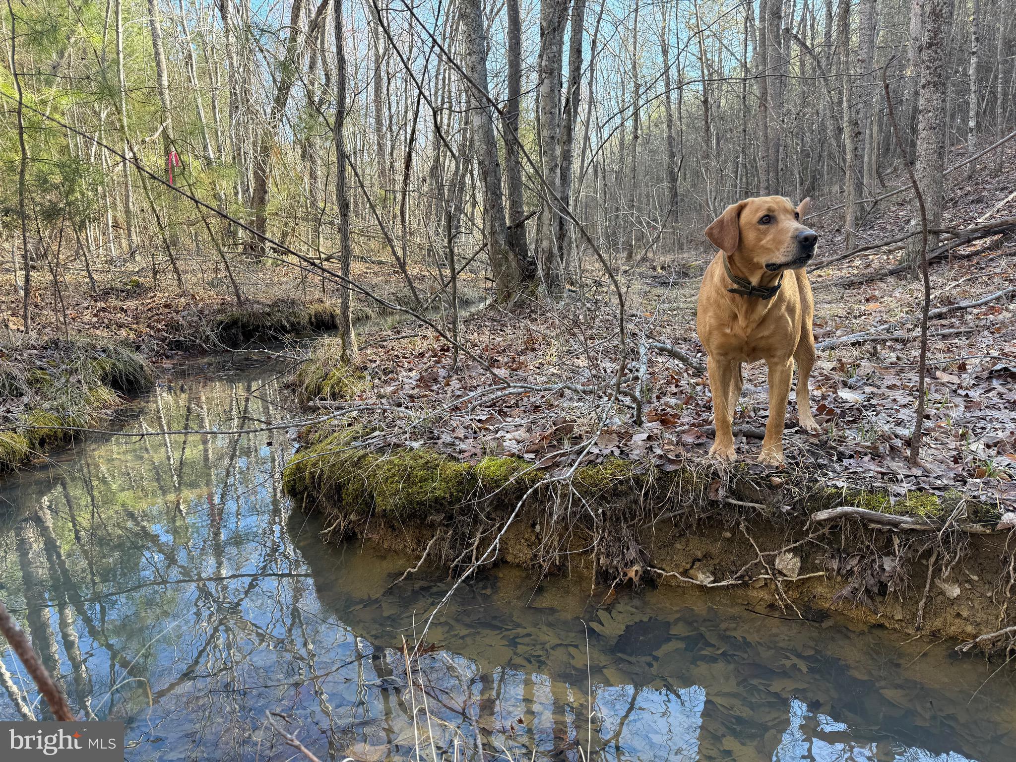 Lot D Mountain Cut Road Appomattox, VA 24522 - Photo 3 of 45