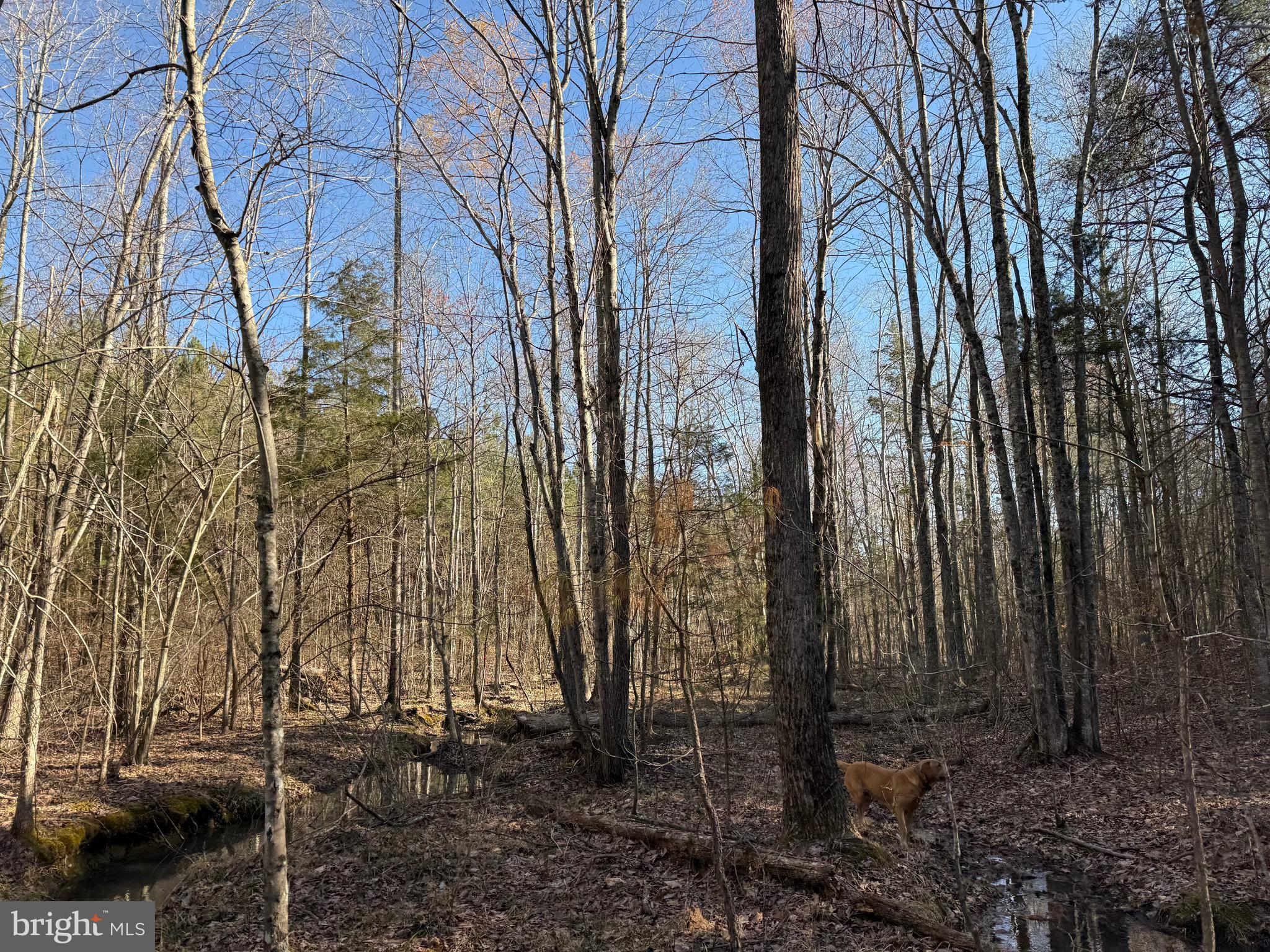 Lot D Mountain Cut Road Appomattox, VA 24522 - Photo 34 of 45