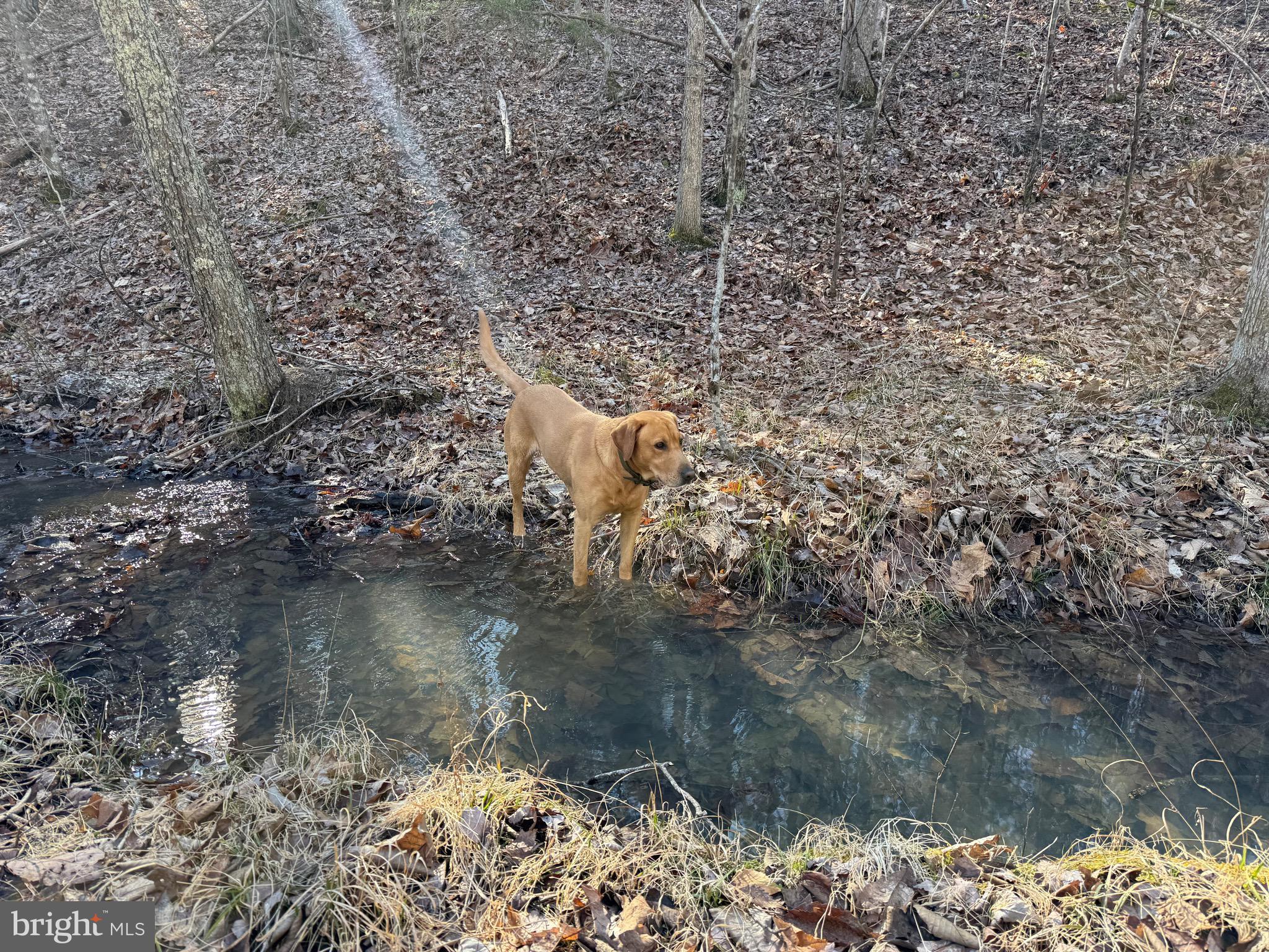 Lot D Mountain Cut Road Appomattox, VA 24522 - Photo 38 of 45