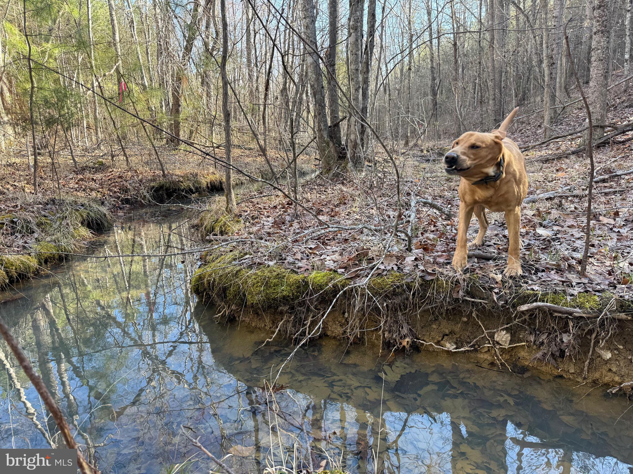 Lot D Mountain Cut Road Appomattox, VA 24522 - Photo 41 of 45