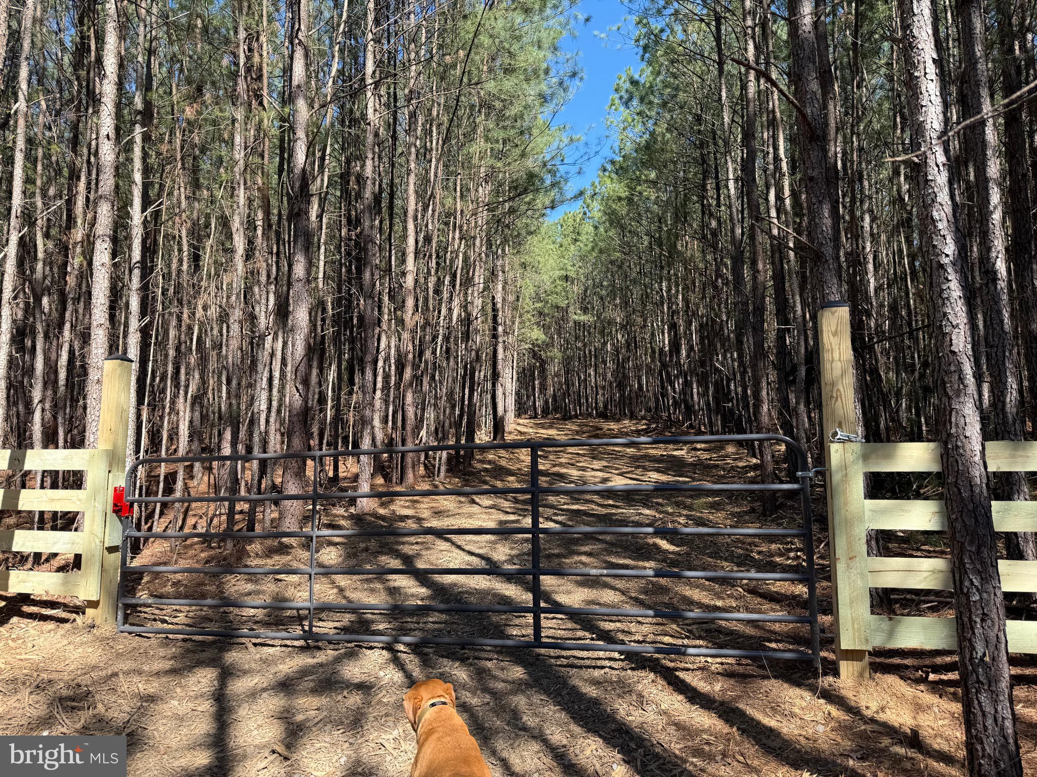 Lot D Mountain Cut Road Appomattox, VA 24522 - Photo 6 of 45
