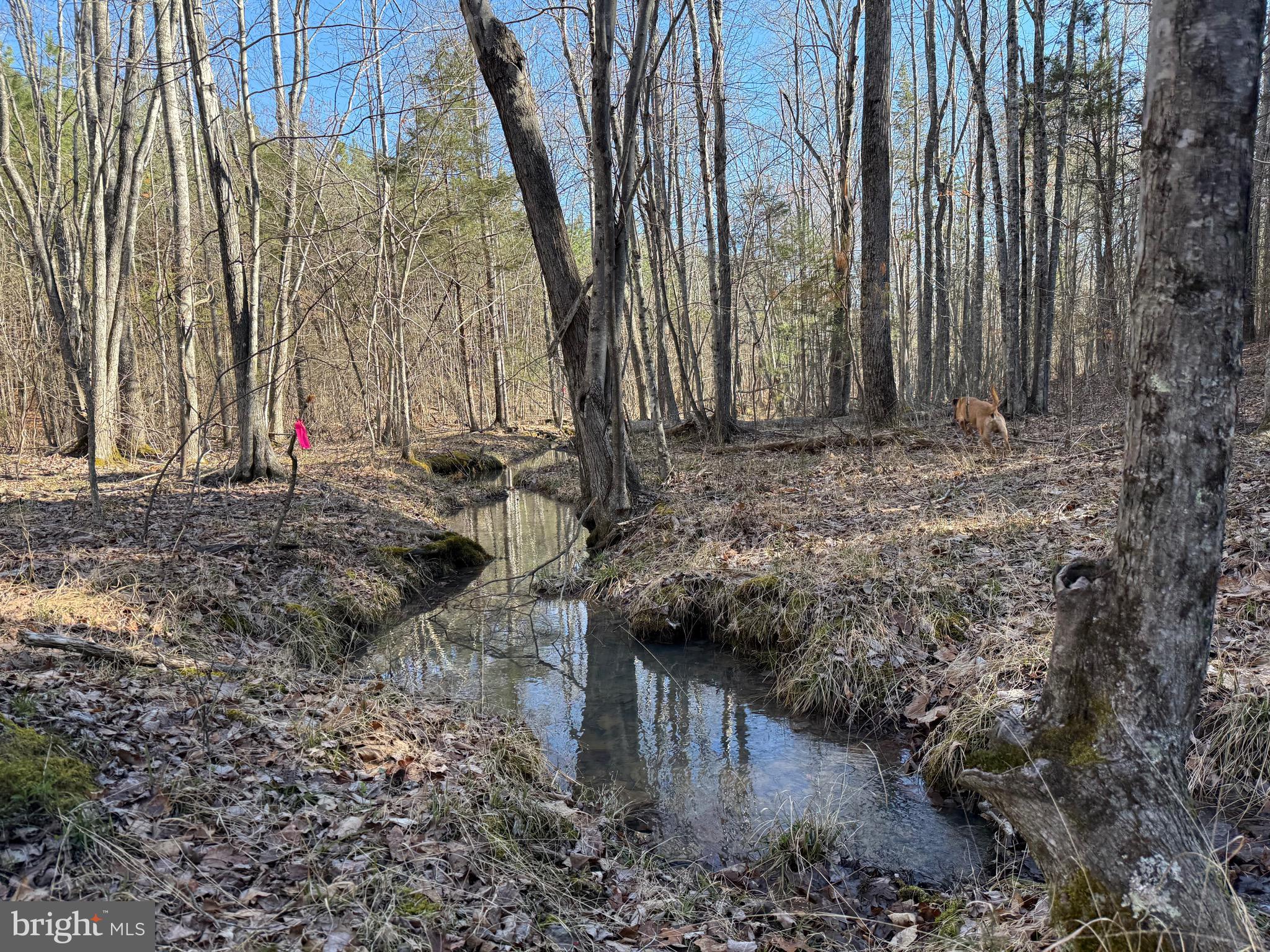 Lot D Mountain Cut Road Appomattox, VA 24522 - Photo 7 of 45
