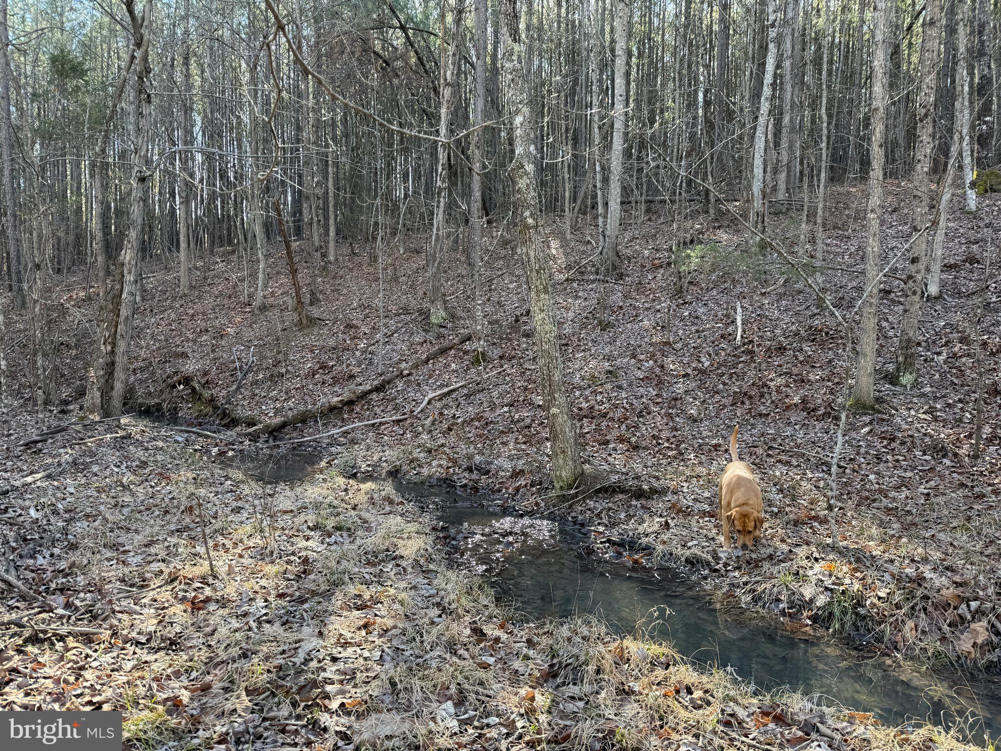 Lot D Mountain Cut Road Appomattox, VA 24522 - Photo 8 of 45