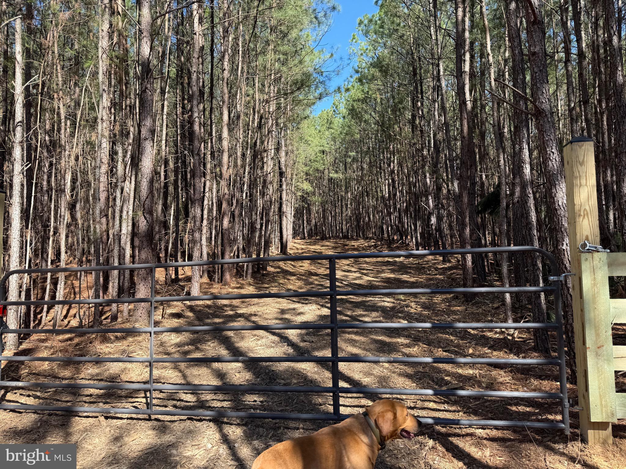 Lot D Mountain Cut Road Appomattox, VA 24522 - Photo 10 of 45