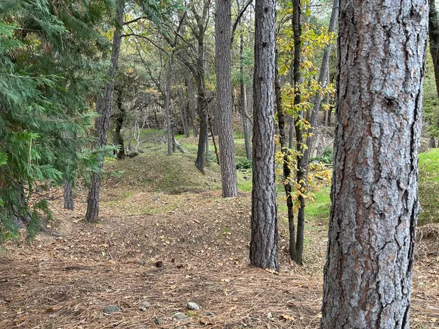 a view of a forest that has a tree