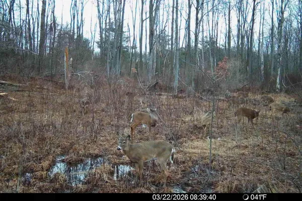 $225,000 | 15726 30th Avenue, Remus, MI 49340