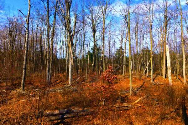 $225,000 | 15726 30th Avenue, Remus, MI 49340