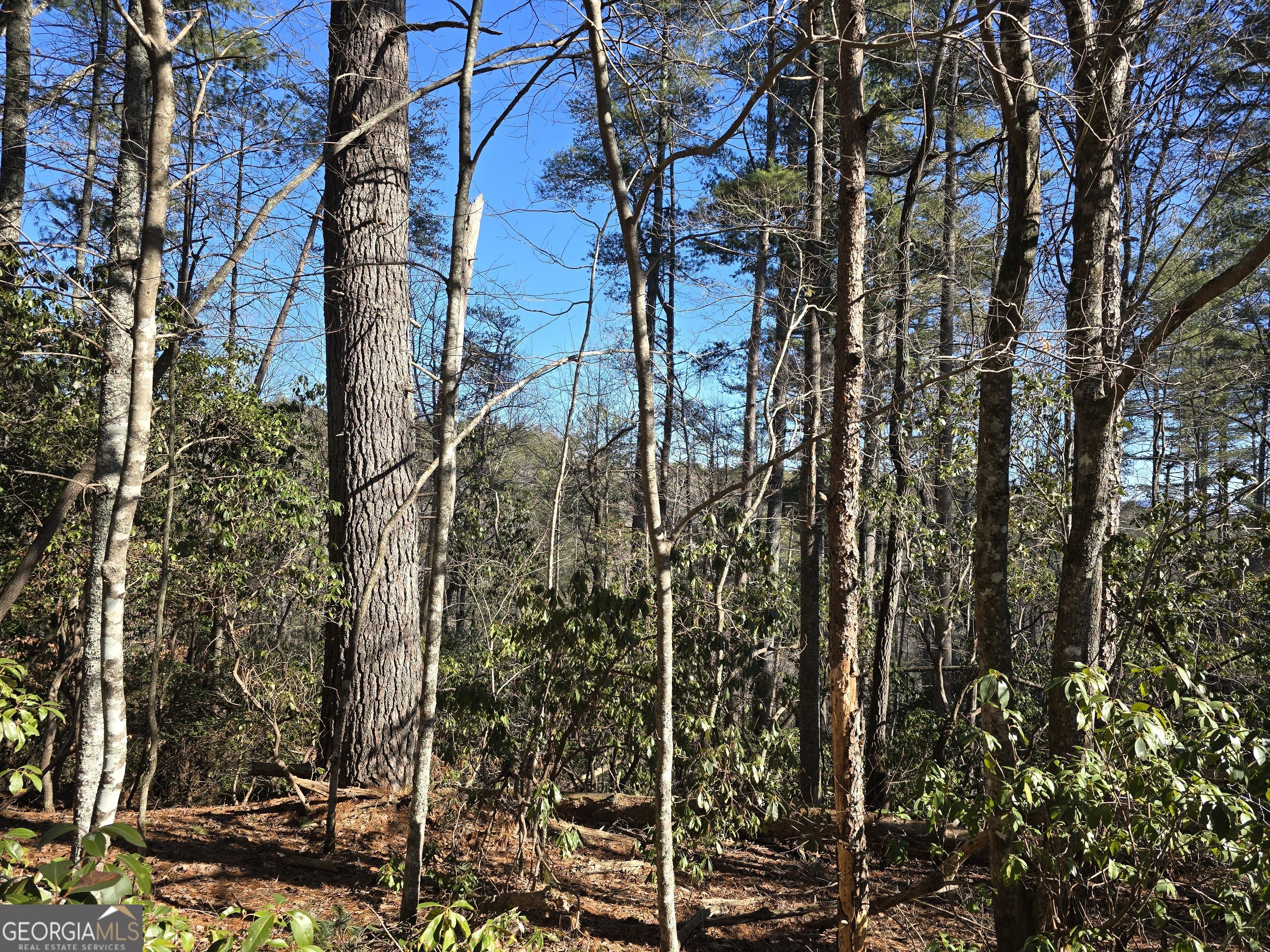 a backyard of a building with lots of trees