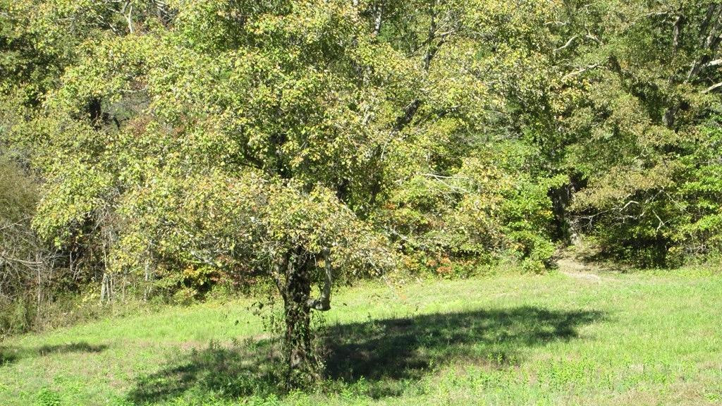5204 Muses Mill Road Wallingford, KY 41093 - Photo 5 of 8 Listing Photo