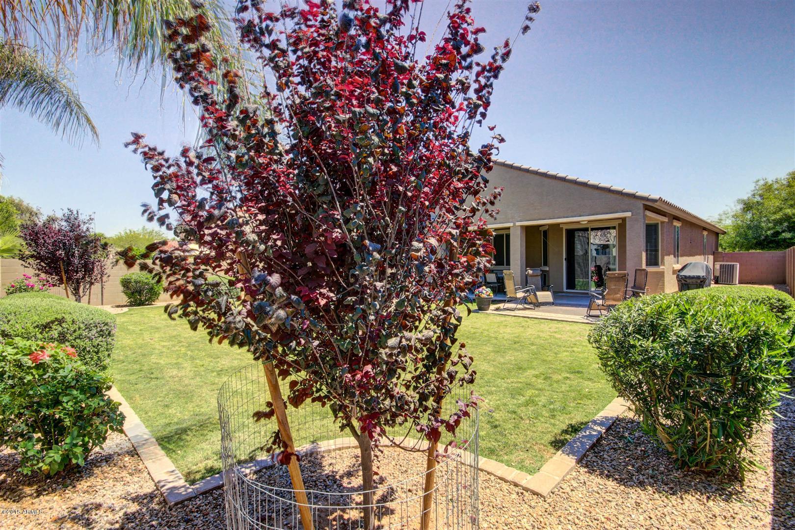4502 East Blue Sage Road Gilbert, AZ 85297 - Photo 28 of 30 Sage Blue (29)