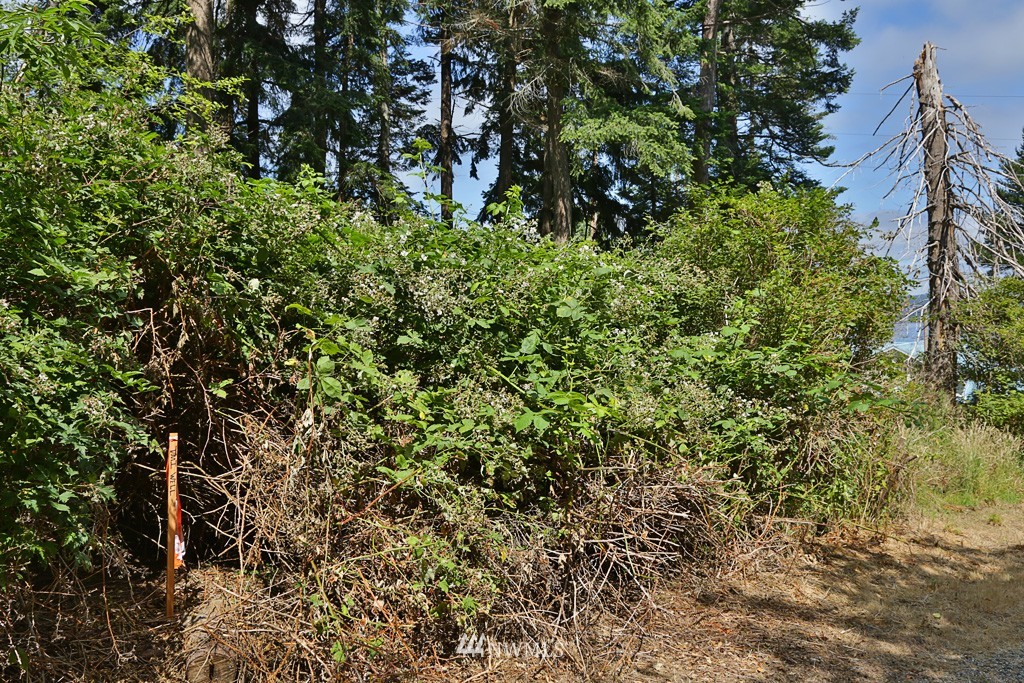 2470 North Bluff Road Greenbank, WA 98253 - Photo 9 of 14 Gallery Image 9