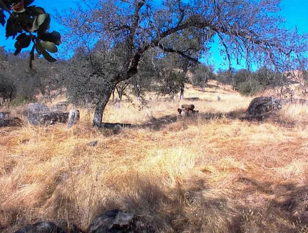 a backyard of a house with large trees