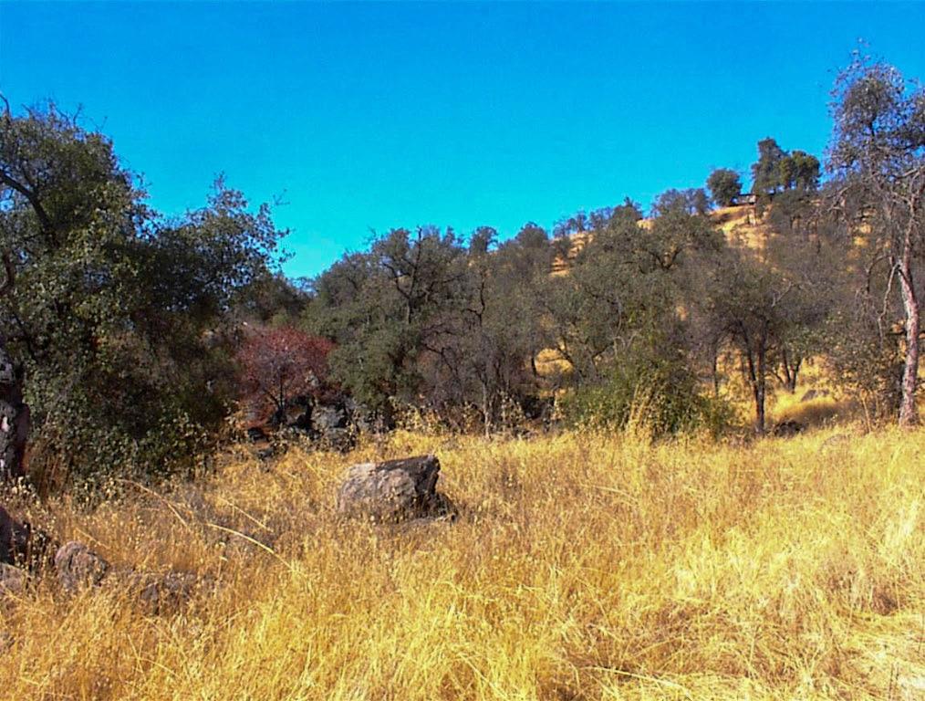 453 Ennis Road Squaw Valley, CA 93675 - Photo 6 of 8 a view of a yard with a tree