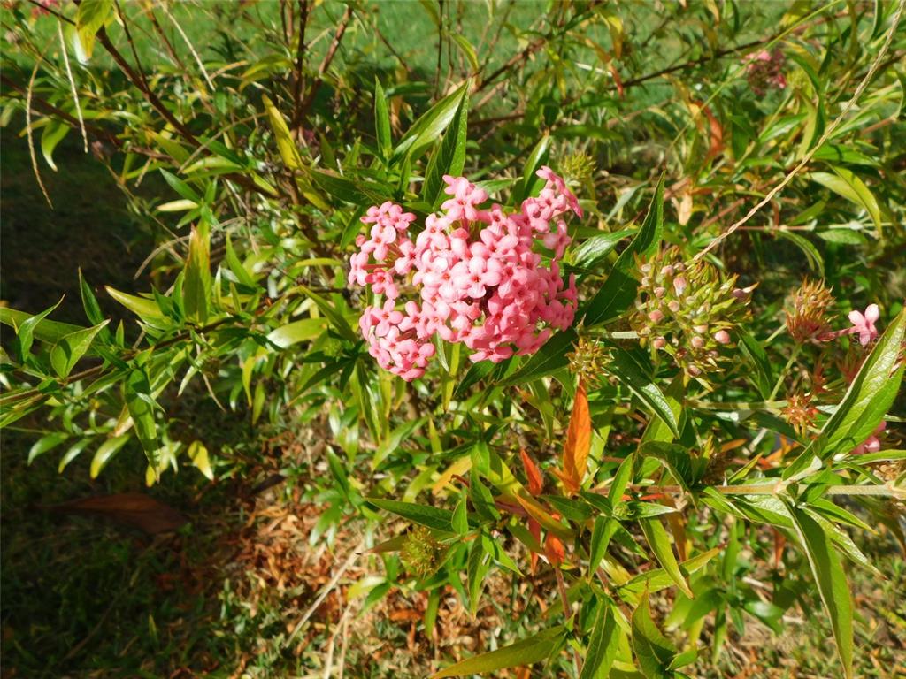 11739 Southwest Lemon Avenue Arcadia, FL 34269 - Photo 50 of 52