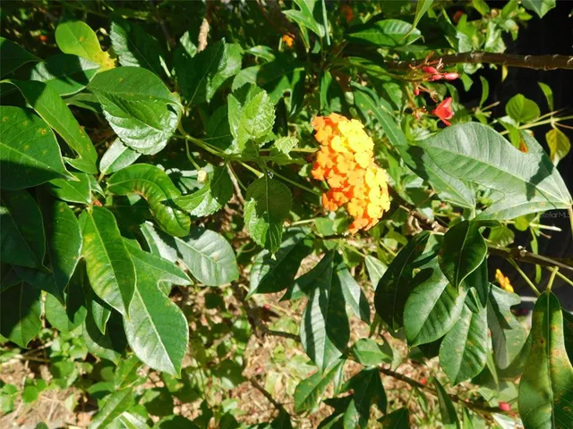 $196,000 | 11739 Southwest Lemon Avenue, Arcadia, FL 34269