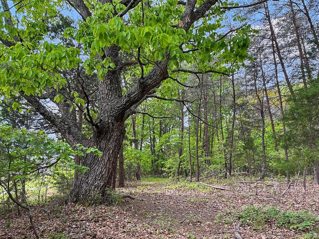 3953 Shingle Block Road Bedford, VA 24523 - Photo 61 of 80 IMG_2459