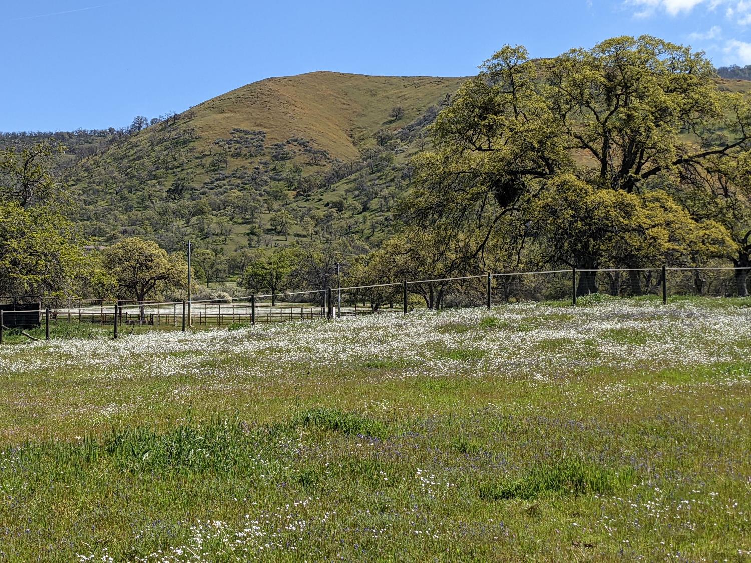 26045 Pittman Hill Road Clovis, CA 93619 - Photo 93 of 93 a view of a green field with mountains in the background