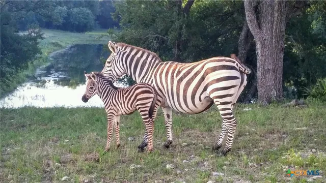 $9,500,000 | 6101 Cr 208 Lampasas Tx 76550, Lampasas, TX 76550