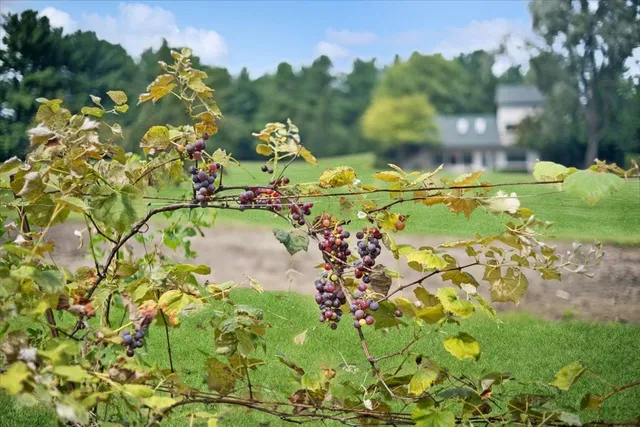 a view of a statue in a garden