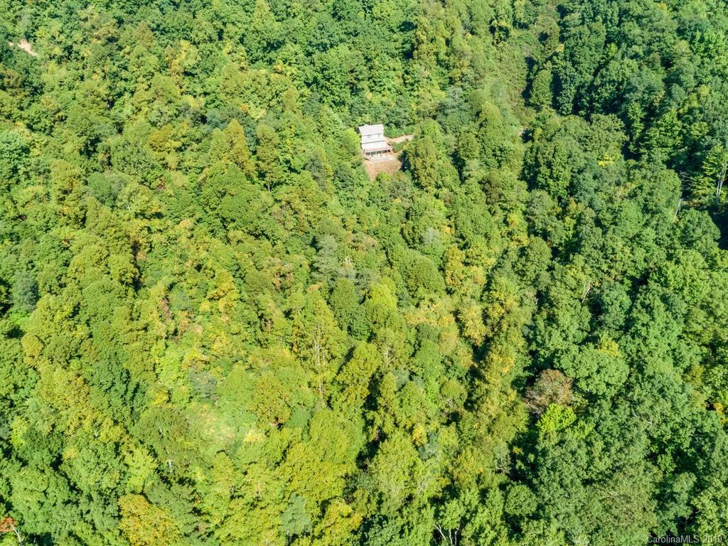 1299 Pine Ridge Road Burnsville, NC 28714 - Photo 37 of 41 a close up of a lush green space