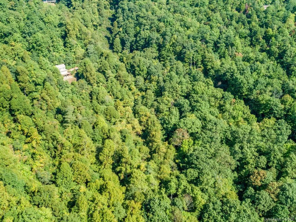 1299 Pine Ridge Road Burnsville, NC 28714 - Photo 38 of 41 a view of a lush green forest with a tree