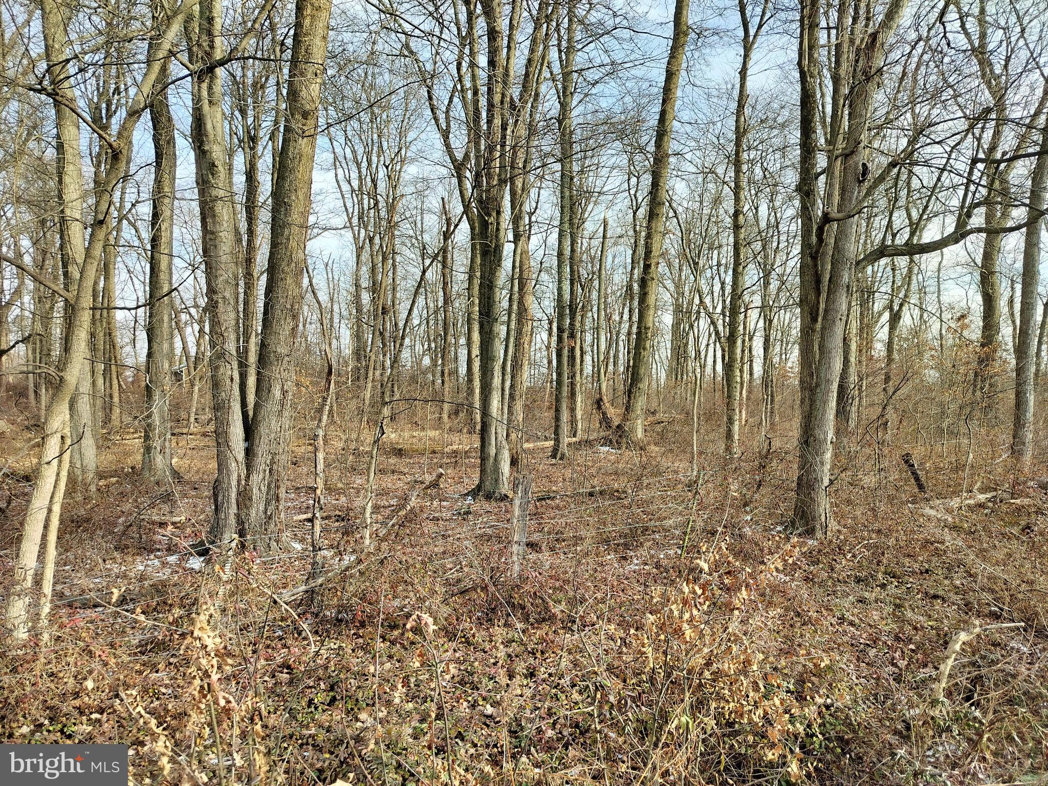 147 A Rocktown Road Ringoes, NJ 08551 - Photo 44 of 49 a view of a yard with large trees