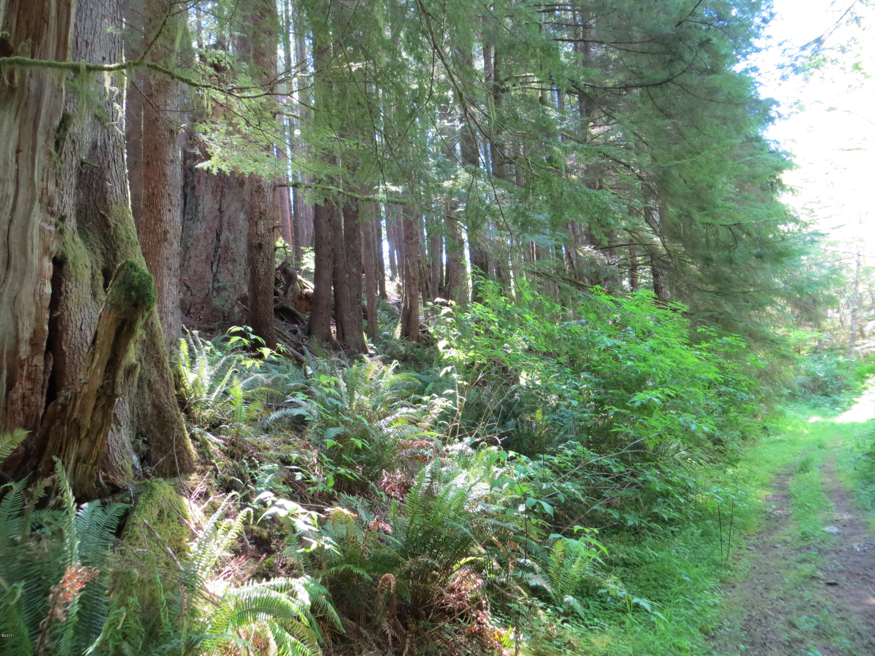 Lot 15 Hamer Road Siletz, OR 97380 - Photo 19 of 23 Hamer Rd