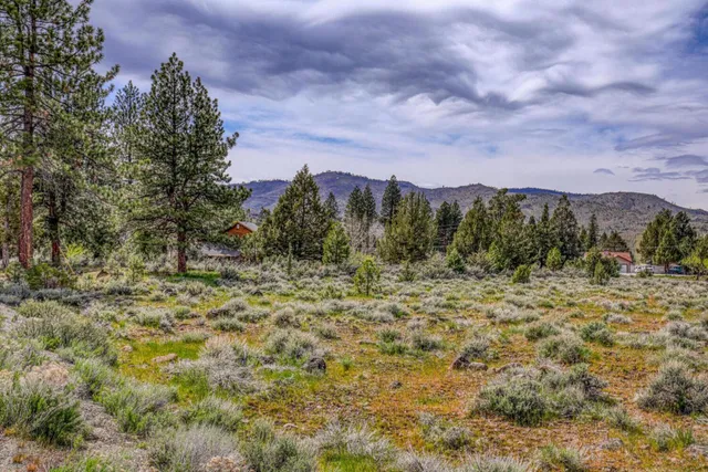 a view of a yard with a tree