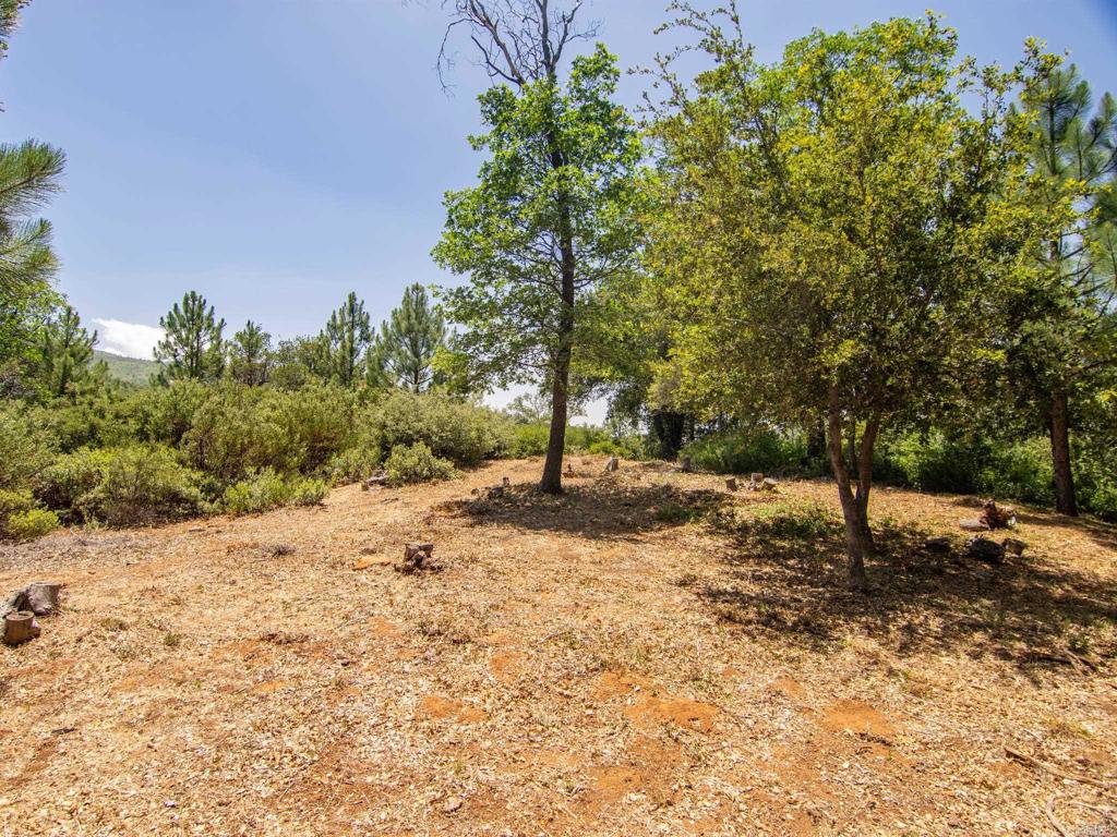 7 West Incense Cedar Road Julian, CA 92036 - Photo 15 of 24 a view of a tree in a yard