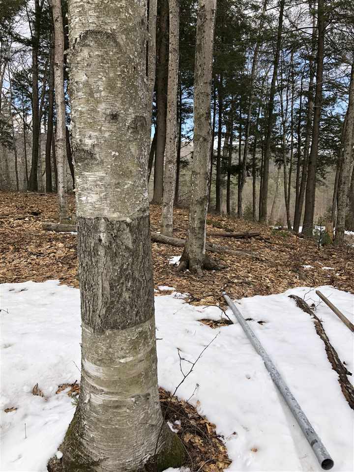 3 Page Road, Unit 3 Campton, NH 03223 - Photo 4 of 9