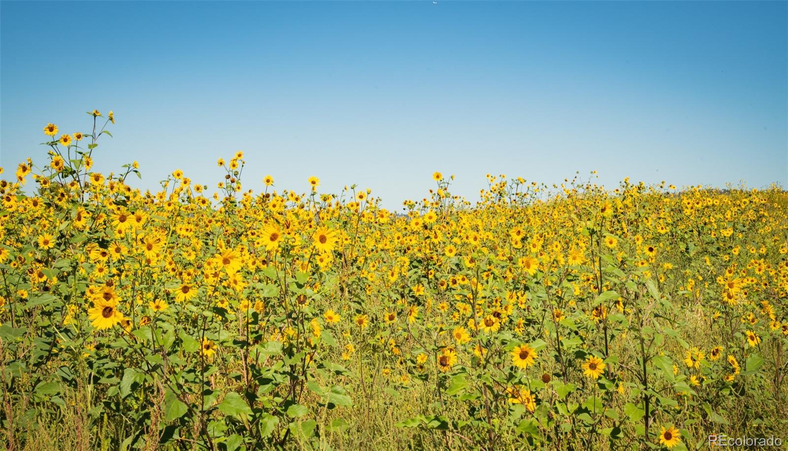 4428 Vindaloo Drive Castle Rock, CO 80109 - Photo 33 of 35
