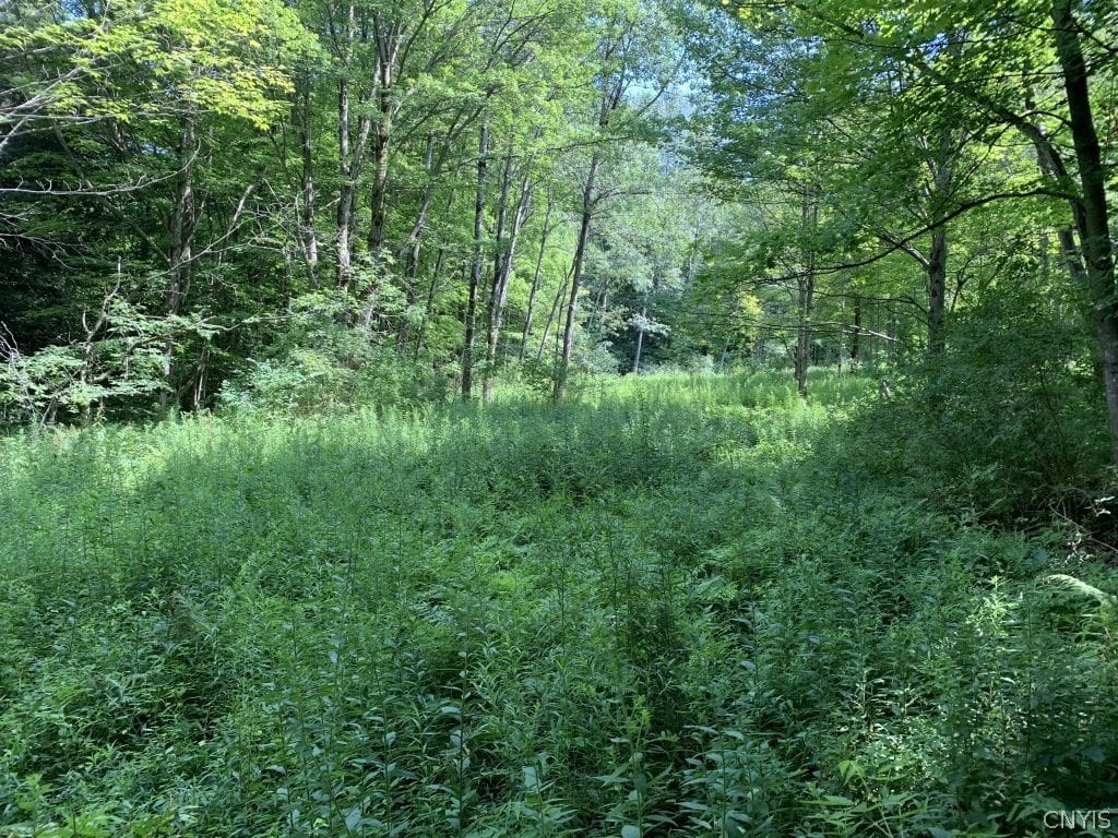 0 Rohr Hill Road East Otto, NY 14729 - Photo 11 of 16 Gallery Image 11