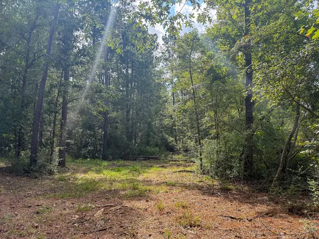 a view of a yard with trees