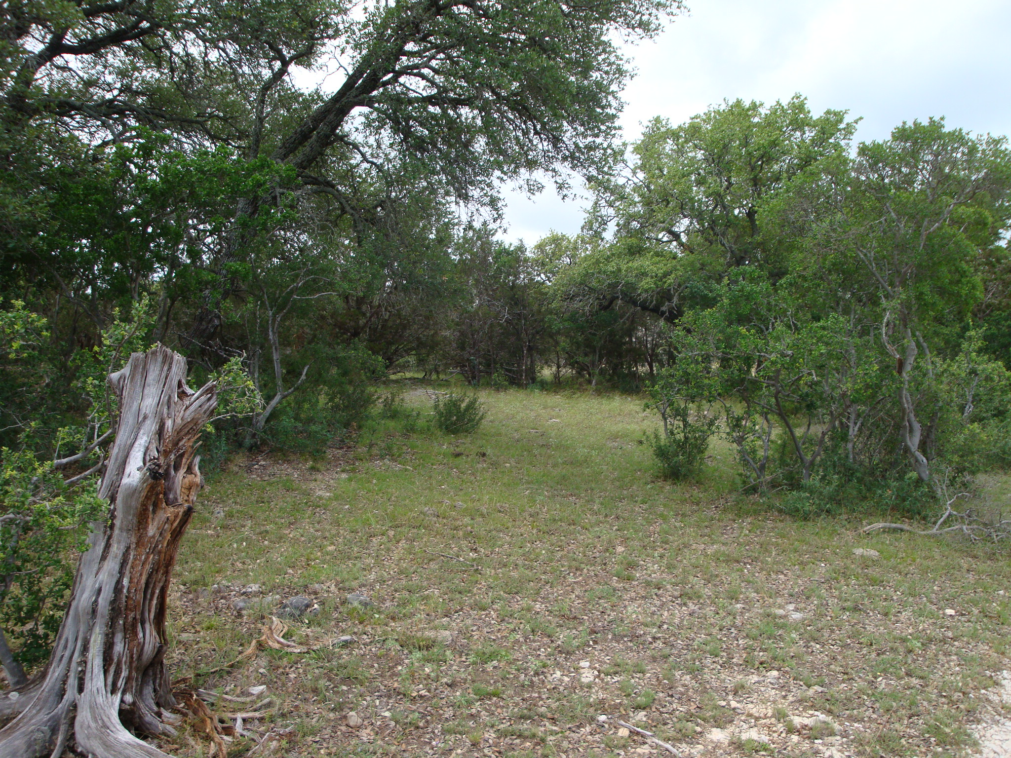 1619 Althaus Ranch Road Johnson City, TX 78636 - Photo 5 of 40