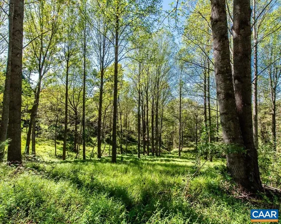 a view of a park with large trees