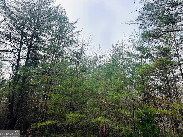 a view of a forest with lots of trees