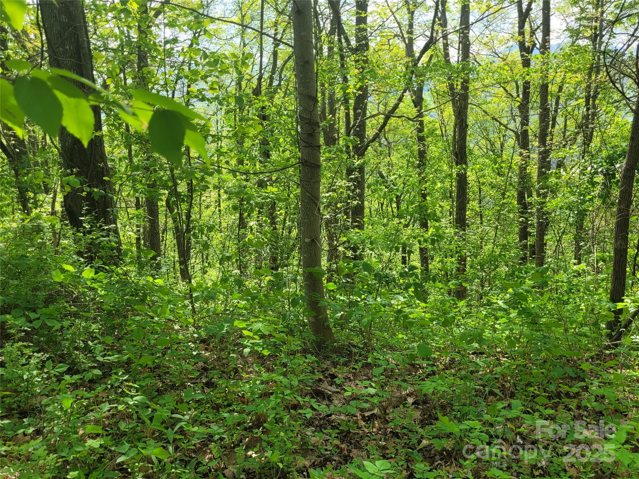 0 Liner Cove Road, Unit 2 Waynesville, NC 28786 - Photo 5 of 9 Gallery Image 5