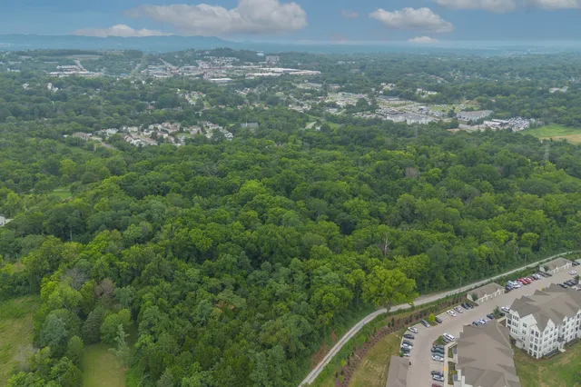 a view of a lush green forest