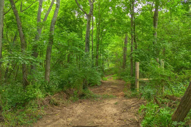 a view of a yard with large trees
