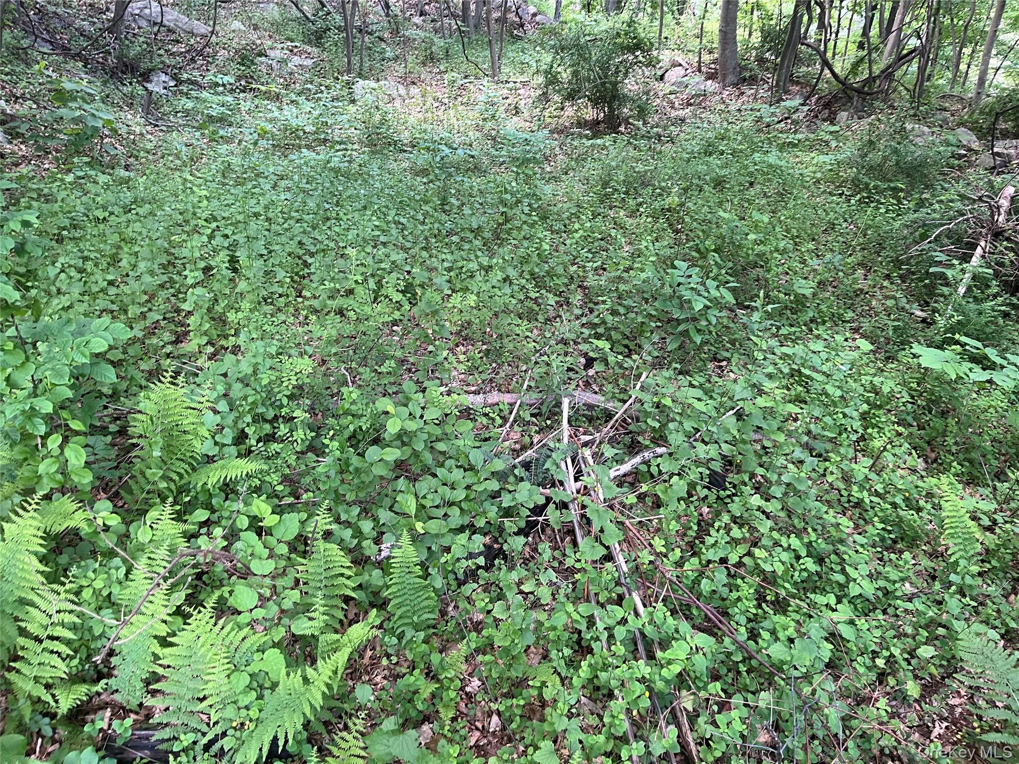 Old Church Road Putnam Valley, NY 10579 - Photo 20 of 26 a view of a lush green forest with lots of trees