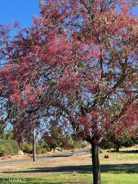 a view of a yard with large trees