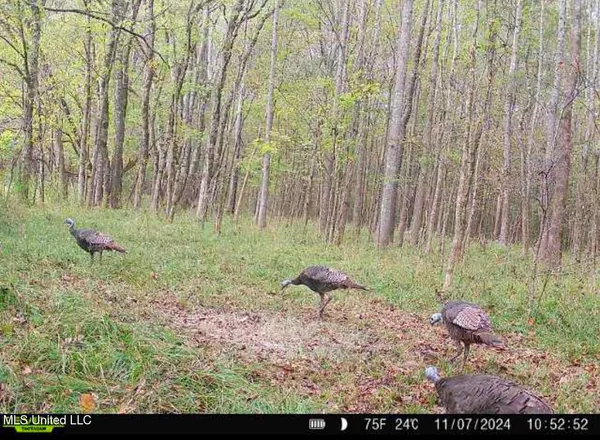 $355,000 | 2 Forest Service Road 562, Pulaski, MS 39152