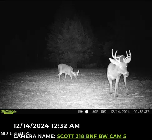 $355,000 | 2 Forest Service Road 562, Pulaski, MS 39152