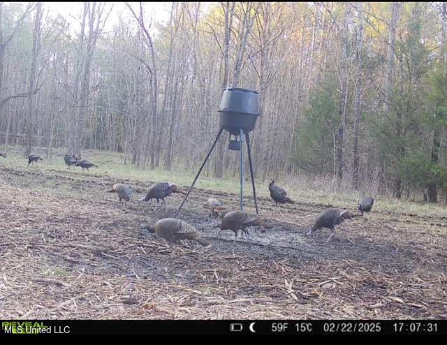 2 Forest Service Road 562 Pulaski, MS 39152 - Photo 35 of 53 253
